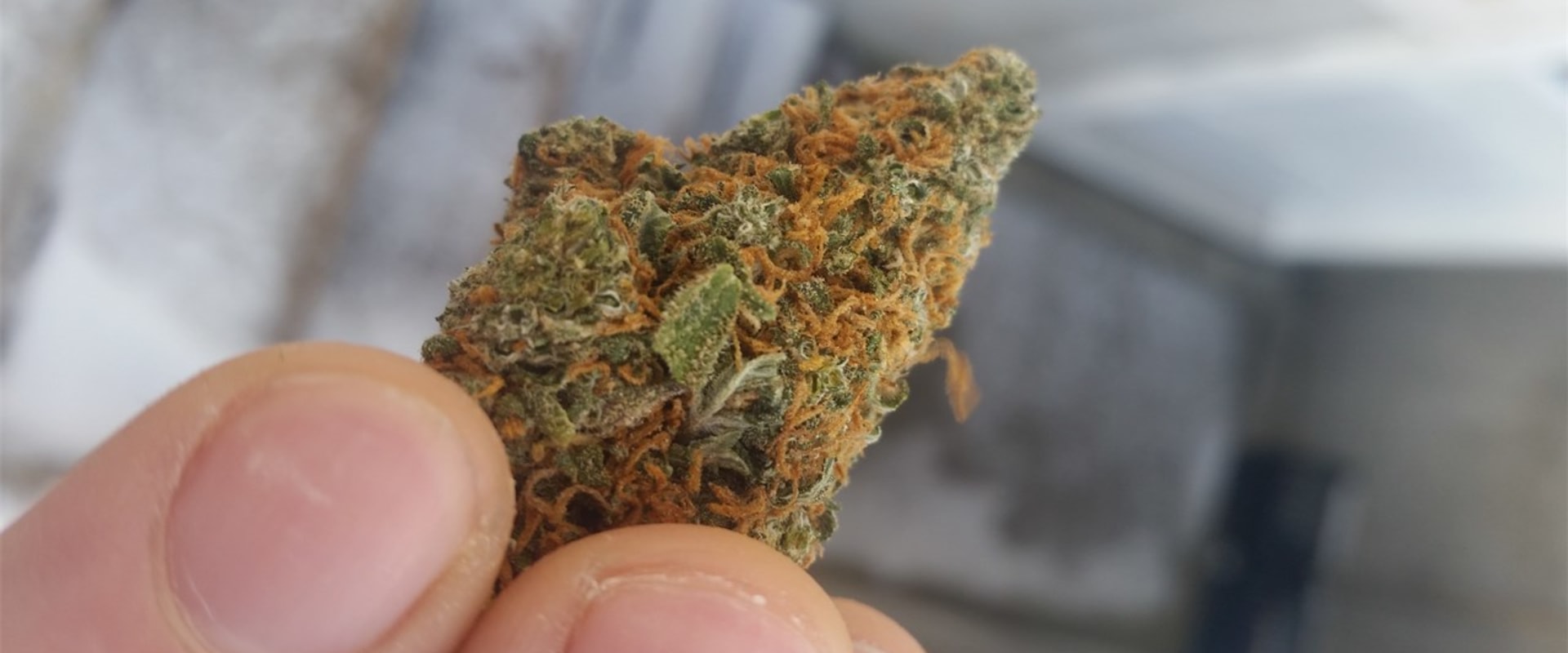 Are all haze strains sativa?