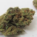 Is super silver haze potent?