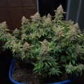 Is super silver haze psychedelic?