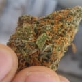Are all haze strains sativa?
