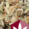 Is super silver haze a hybrid?