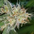 Is super silver haze a creeper?