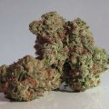 Sativa Vs. Indica: Where Does Delta-9 Fit Into Silver Haze’s Effects In Omaha