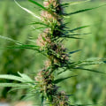 Why Silver Haze Is One Of The Most Popular Cannabis Strains