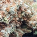 Is super silver haze exotic?