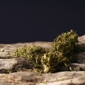 Indica or Sativa: How To Know If Silver Haze Cannabis Is Right For You