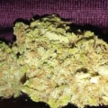 Is blue haze indica or sativa?