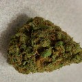 Is silver haze strong?