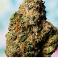 How Can A Dispensary In Ferndale Help You Choose Between Silver Haze Indica Or Sativa?