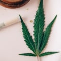 What You Should Know About Silver Haze Indica And Sativa Strains