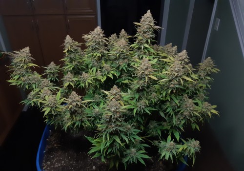Is super silver haze psychedelic?