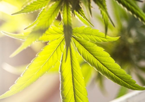 Silver Haze: Indica or Sativa? Insights for Recovery