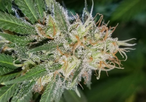 Is super silver haze a creeper?