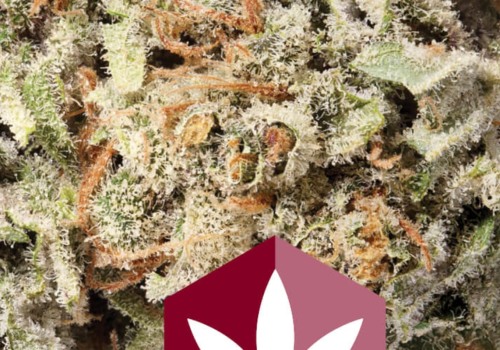 Is silver haze a hybrid?