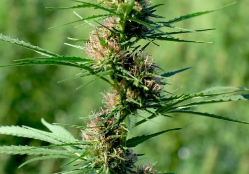 Why Silver Haze Is One Of The Most Popular Cannabis Strains