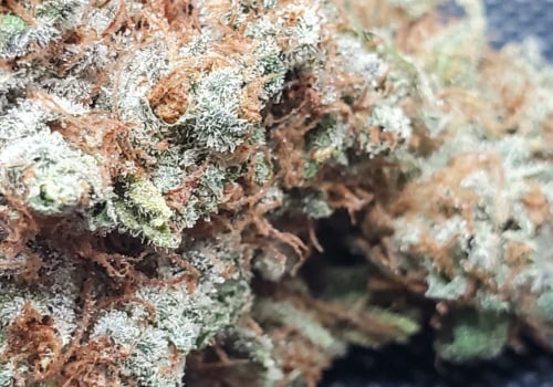 Is super silver haze exotic?