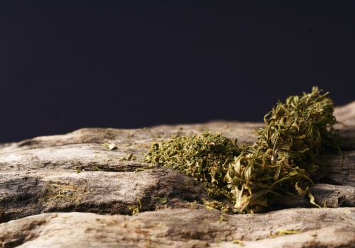 Indica or Sativa: How To Know If Silver Haze Cannabis Is Right For You