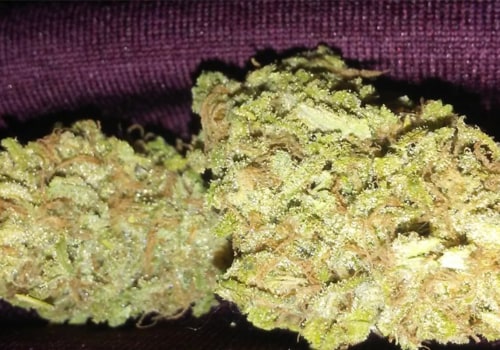 Is blue haze indica or sativa?