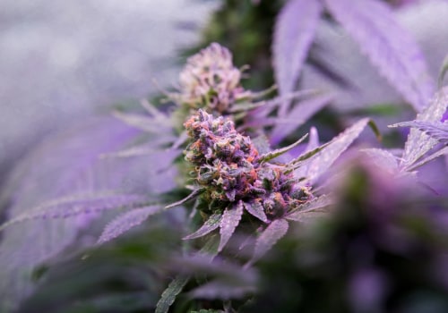 Silver Haze: Indica or Sativa? Understanding Cannabis and Recovery in New Jersey