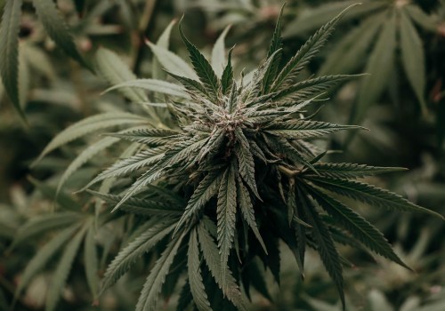 Understanding Silver Haze: Indica or Sativa? Rehab Implications