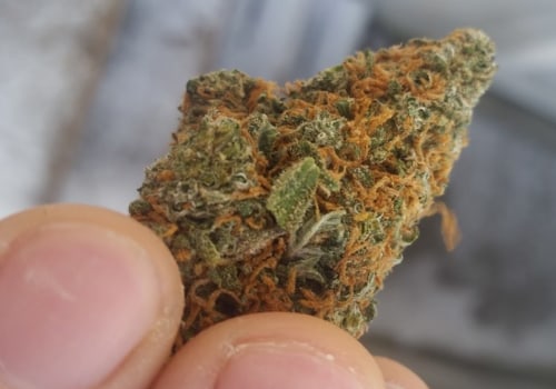 Is haze a sativa or indica?